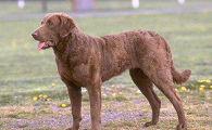 乞沙比克猎犬训练技巧有哪些