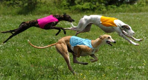 马扎尔犬该怎么喂养 马扎尔犬该怎么喂养
