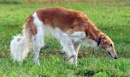 苏俄猎狼犬需要训练什么 苏俄猎狼犬需要训练什么