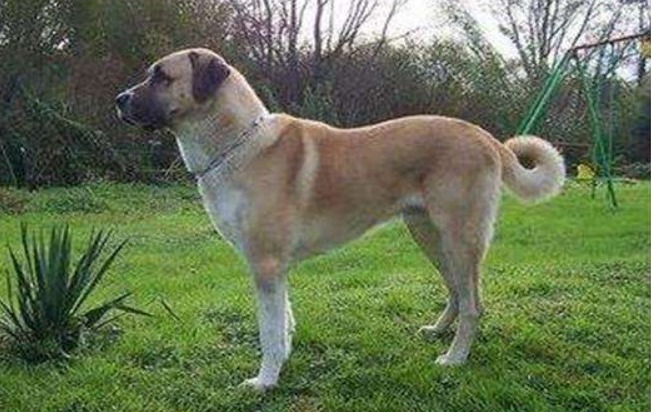 安娜图牧羊犬吃多了拉稀怎么办 安娜图牧羊犬吃多了拉稀怎么办