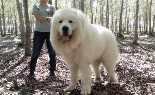 大白熊犬喜欢什么 宠物网问答 大白熊犬喜欢什么 宠物网问答