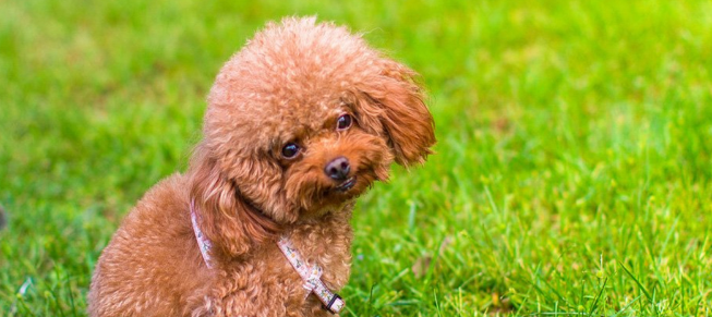 贵宾犬如何训练