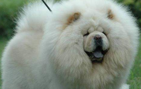 松狮犬如何训练