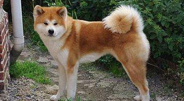 秋田犬吃多了吐了怎么办