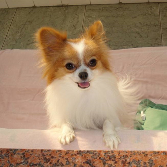 怎么判断蝴蝶犬得了什么病 怎么判断蝴蝶犬得了什么病