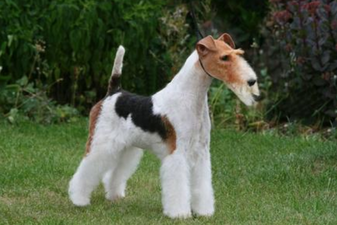 猎狐梗犬有攻击性吗