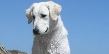库瓦斯犬需要训练什么