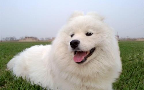 购买萨摩耶犬注意些什么