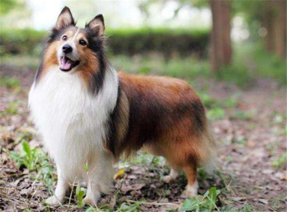 喜乐蒂牧羊犬有攻击性吗