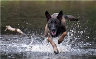 怎么判断马利诺斯犬得了什么病