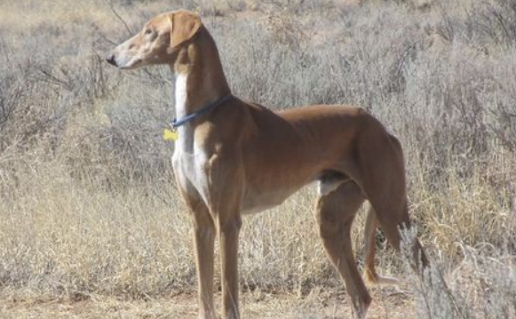 萨路基猎犬如何训练