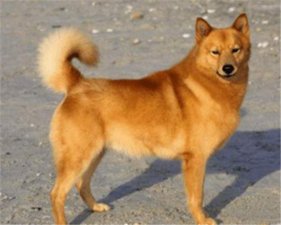 芬兰狐狸犬一般有多高 芬兰狐狸犬一般有多高