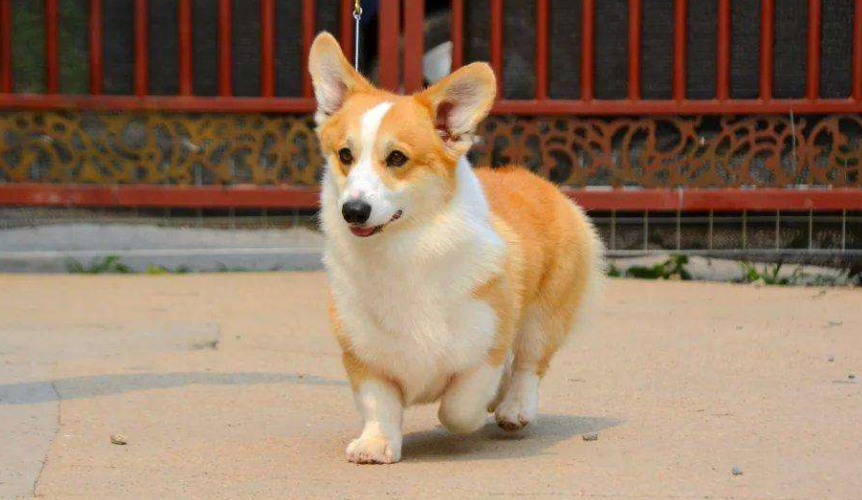 哪里能买到健康柯基犬