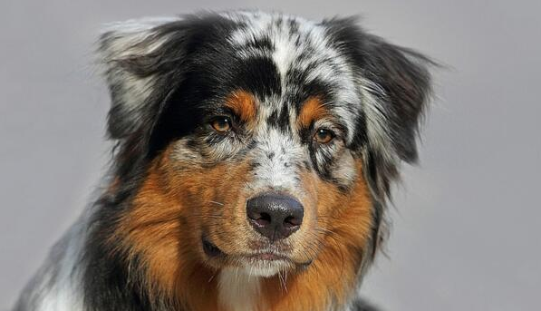澳大利亚牧羊犬的饲养要点有哪些 澳大利亚牧羊犬的饲养要点有哪些