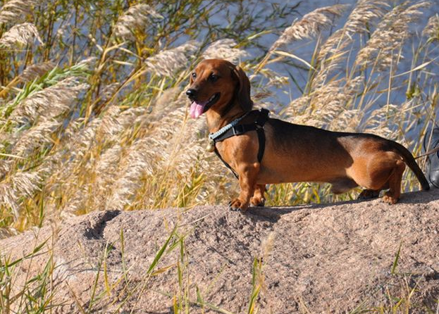 腊肠犬的性格外貌特征 腊肠犬的性格外貌特征