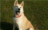 秋田犬生活习惯