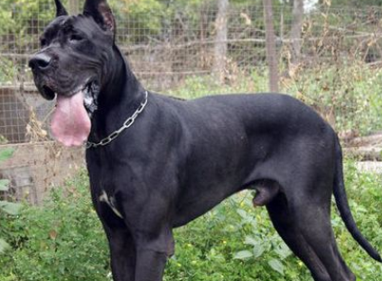 大丹犬攻击性很强吗