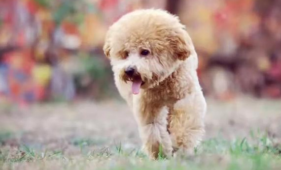 泰迪犬该怎么喂养 泰迪犬该怎么喂养