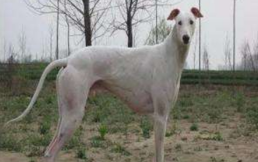 马扎尔犬训练技巧有哪些