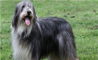 古代长须牧羊犬的体高是多少
