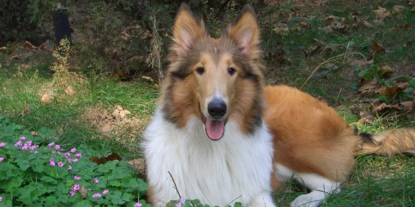 舒柏奇犬的寿命一般是多久 舒柏奇犬的寿命一般是多久