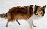 苏格兰牧羊犬的饲养要点有哪些