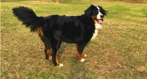 伯恩山犬和圣伯纳犬