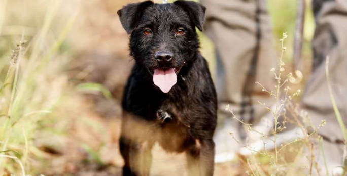 帕特大勒梗起源和介绍