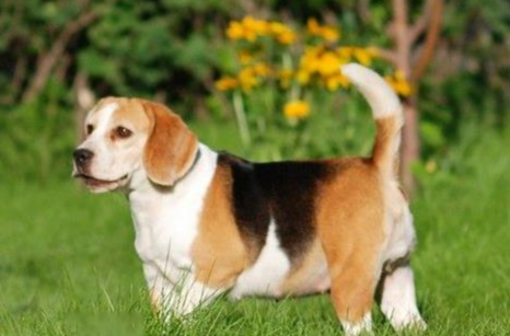 哈利犬聪明吗