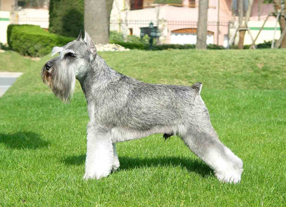 雪纳瑞犬的起源和历史 雪纳瑞犬的起源和历史