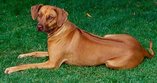 罗得西亚脊背犬的体高是多少 罗得西亚脊背犬的体高是多少