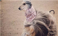 萨路基猎犬的毛色有几种