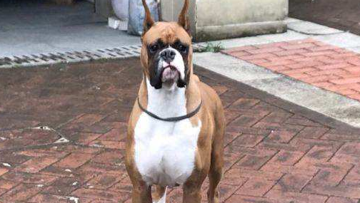 购买德国拳师犬注意些什么 购买德国拳师犬注意些什么