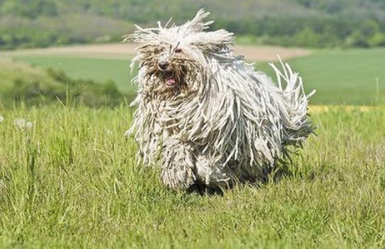 可蒙犬吃多了拉稀怎么办 可蒙犬吃多了拉稀怎么办