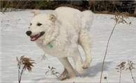 库瓦斯犬的饲养要点有哪些