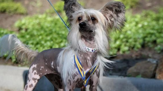 中国冠毛犬一般能活多久