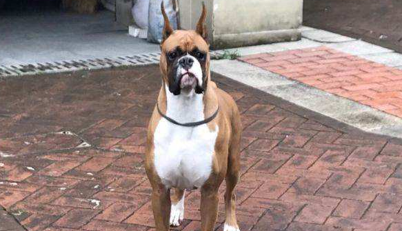 德国拳师犬不能吃什么 德国拳师犬不能吃什么