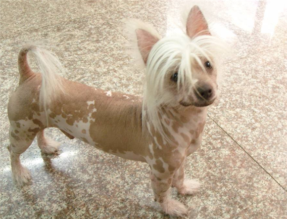 中国冠毛犬是哪国的