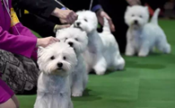 西高地犬的体高是多少
