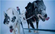 格陵兰犬的性格外貌特征