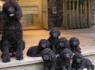 爱尔兰水猎犬的饲养要点有哪些 爱尔兰水猎犬的饲养要点有哪些