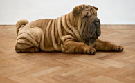 中国沙皮犬的饲养要点有哪些