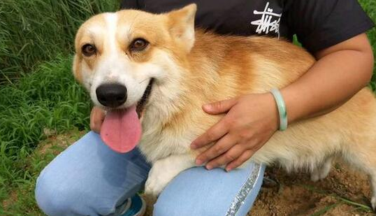 柯基犬怎么驯养训练