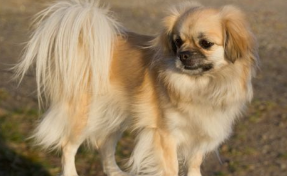 西藏猎犬如何训练 西藏猎犬如何训练