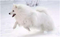 美国爱斯基摩犬窝咳吃什么药最好