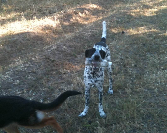 德国长毛指示犬怎么训练才听话 德国长毛指示犬怎么训练才听话