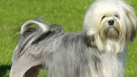 罗秦犬怎么训练才听话