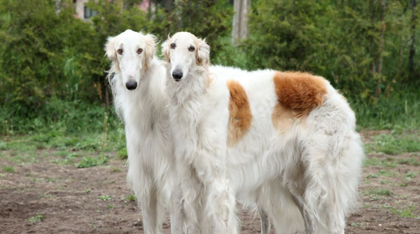 苏俄牧羊犬需要训练什么 苏俄牧羊犬需要训练什么