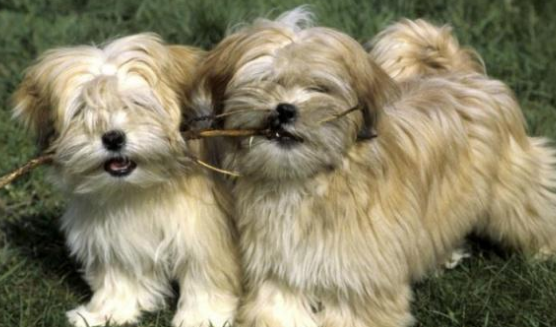 拉萨犬该怎么喂养