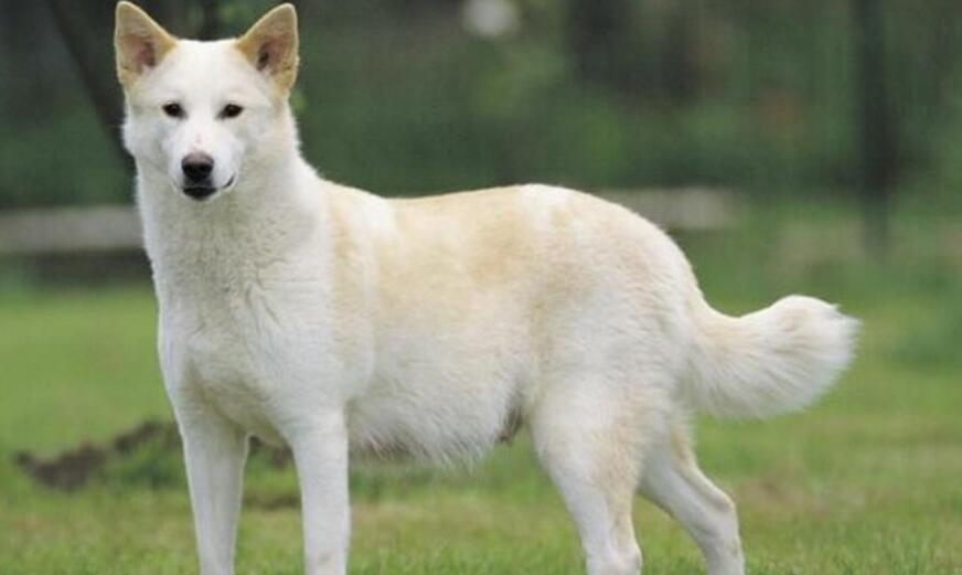 卡南犬的用途是什么 卡南犬的用途是什么